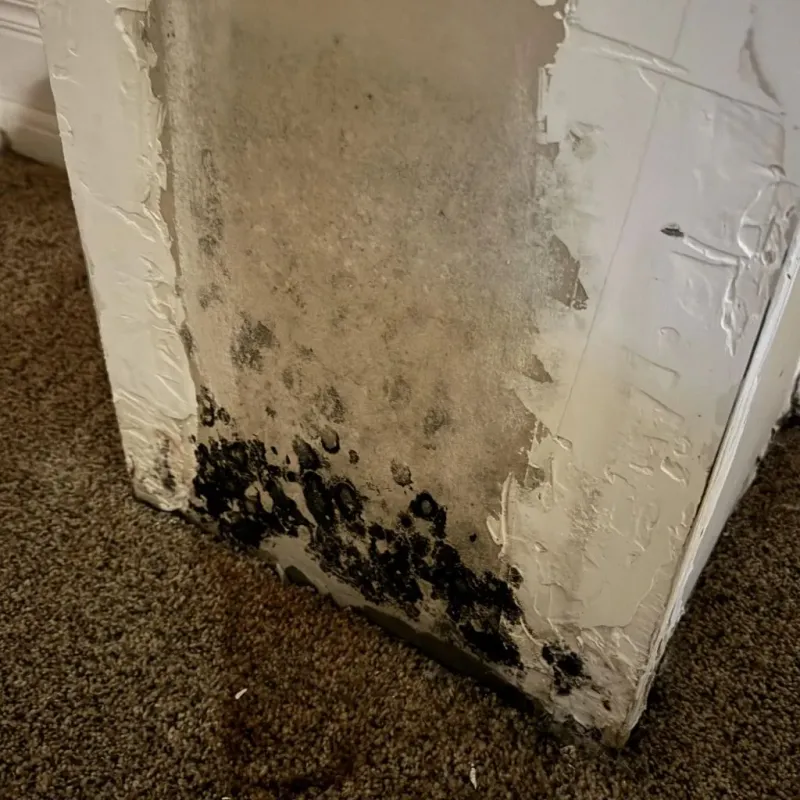 Professional Mold Removal in Bawcomville, LA